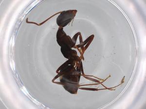  (Camponotus sexguttatus - BIOUG70286-A08)  @11 [ ] CreativeCommons - Attribution (2021) Centre for Biodiversity Genomics Centre for Biodiversity Genomics