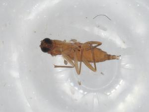  ( - BIOUG91952-F06)  @11 [ ] CreativeCommons - Attribution (2022) Centre for Biodiversity Genomics Centre for Biodiversity Genomics