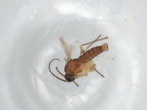  ( - BIOUG93421-A04)  @11 [ ] CreativeCommons - Attribution (2022) Centre for Biodiversity Genomics Centre for Biodiversity Genomics