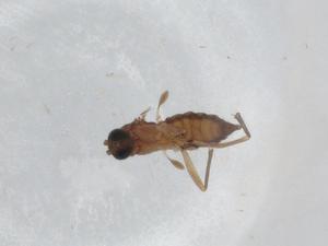  ( - BIOUG93425-A03)  @11 [ ] CreativeCommons - Attribution (2022) Centre for Biodiversity Genomics Centre for Biodiversity Genomics