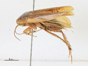  (Epilampra sp - CBG-A14969-A08)  @11 [ ] CreativeCommons - Attribution Share-Alike (2023) CBG Photography Group Centre for Biodiversity Genomics