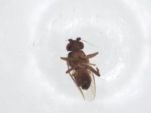  ( - CBG-A15748-B02)  @11 [ ] CreativeCommons - Attribution Share - Alike (2023) Centre for Biodiversity Genomics Centre for Biodiversity Genomics