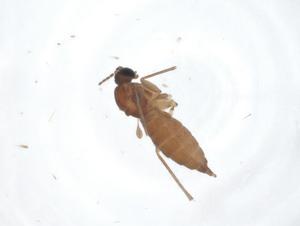  ( - CBG-A16231-H09)  @11 [ ] CreativeCommons - Attribution Share - Alike (2023) Centre for Biodiversity Genomics Centre for Biodiversity Genomics