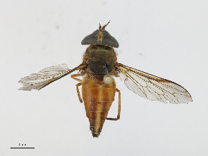  ( - CBG-A16694-H03)  @11 [ ] CreativeCommons - Attribution Share-Alike (2023) CBG Photography Group Centre for Biodiversity Genomics