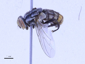  (Oxysarcodexia thornax - CBG-A16695-A05)  @11 [ ] CreativeCommons - Attribution Share-Alike (2023) CBG Photography Group Centre for Biodiversity Genomics