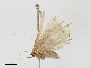  (Renodes aequalis - CBG-A16709-H09)  @11 [ ] CreativeCommons - Attribution Share - Alike (2023) CBG Photography Group Centre for Biodiversity Genomics