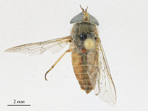  ( - CBG-A16710-F06)  @11 [ ] CreativeCommons - Attribution Share - Alike (2023) CBG Photography Group Centre for Biodiversity Genomics
