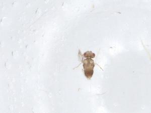  ( - CBG-A16850-G07)  @11 [ ] CreativeCommons - Attribution Share - Alike (2023) Centre for Biodiversity Genomics Centre for Biodiversity Genomics