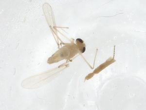  (Tanytarsus sp. 12XL - CBG-A17101-F03)  @11 [ ] CreativeCommons - Attribution Share - Alike (2023) Centre for Biodiversity Genomics Centre for Biodiversity Genomics