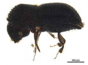  ( - BIOUG42165-C01)  @11 [ ] CreativeCommons - Attribution (2018) CBG Photography Group Centre for Biodiversity Genomics