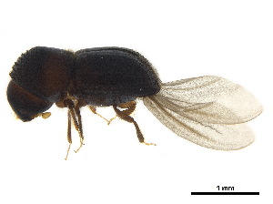  ( - BIOUG42165-C03)  @11 [ ] CreativeCommons - Attribution (2018) CBG Photography Group Centre for Biodiversity Genomics