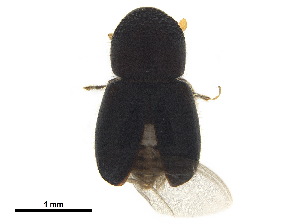  ( - BIOUG42165-C04)  @11 [ ] CreativeCommons - Attribution (2018) CBG Photography Group Centre for Biodiversity Genomics