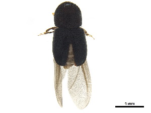  ( - BIOUG42165-C06)  @11 [ ] CreativeCommons - Attribution (2018) CBG Photography Group Centre for Biodiversity Genomics