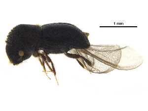  ( - BIOUG42165-C07)  @11 [ ] CreativeCommons - Attribution (2018) CBG Photography Group Centre for Biodiversity Genomics
