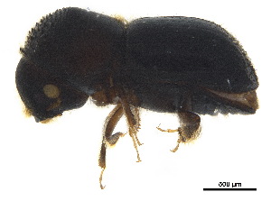  ( - BIOUG42165-C10)  @11 [ ] CreativeCommons - Attribution (2018) CBG Photography Group Centre for Biodiversity Genomics