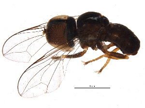  (Clistoabdominalis sp. 5 BM_UAE - BIOUG17604-F08)  @14 [ ] CreativeCommons - Attribution (2015) CBG Photography Group Centre for Biodiversity Genomics