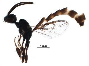  (Gasteruption yemenicum - BIOUG26702-E06)  @14 [ ] CreativeCommons - Attribution (2016) CBG Photography Group Centre for Biodiversity Genomics