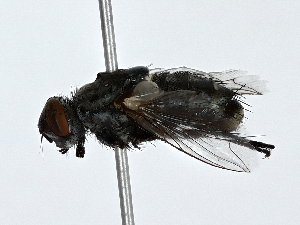  ( - BIOUG80104-G12)  @11 [ ] CreativeCommons - Attribution (2022) CBG Photography Group Centre for Biodiversity Genomics
