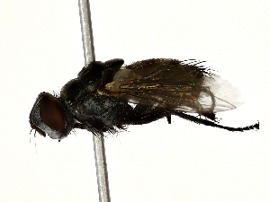  ( - BIOUG80104-H01)  @11 [ ] CreativeCommons - Attribution (2022) CBG Photography Group Centre for Biodiversity Genomics