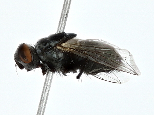  ( - BIOUG80107-C04)  @11 [ ] CreativeCommons - Attribution (2022) CBG Photography Group Centre for Biodiversity Genomics