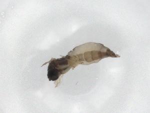  ( - BIOUG85121-C07)  @11 [ ] CreativeCommons - Attribution (2022) Centre for Biodiversity Genomics Centre for Biodiversity Genomics