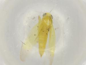  ( - BIOUG92682-C07)  @11 [ ] CreativeCommons - Attribution (2023) Centre for Biodiversity Genomics Centre for Biodiversity Genomics