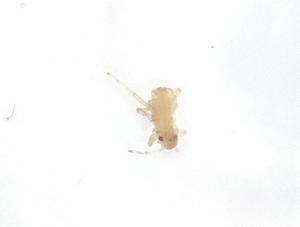  (Stegophylla quercifoliae - CBG-A16469-H05)  @11 [ ] CreativeCommons - Attribution Share - Alike (2023) Centre for Biodiversity Genomics Centre for Biodiversity Genomics