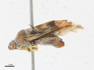  ( - CBG-A17496-A10)  @11 [ ] CreativeCommons - Attribution Share - Alike (2023) CBG Photography Group Centre for Biodiversity Genomics