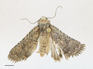  ( - CBG-A17498-G06)  @11 [ ] CreativeCommons - Attribution Share - Alike (2023) CBG Photography Group Centre for Biodiversity Genomics