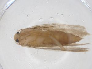  ( - CBG-A17659-G03)  @11 [ ] CreativeCommons - Attribution Share - Alike (2023) Centre for Biodiversity Genomics Centre for Biodiversity Genomics