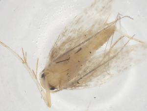  ( - CBG-A17670-G07)  @11 [ ] CreativeCommons - Attribution Share - Alike (2023) Centre for Biodiversity Genomics Centre for Biodiversity Genomics