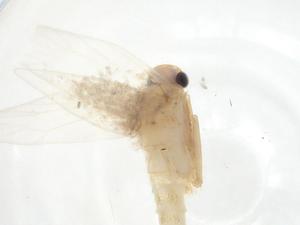  ( - CBG-A17677-G01)  @11 [ ] CreativeCommons - Attribution Share - Alike (2023) Centre for Biodiversity Genomics Centre for Biodiversity Genomics