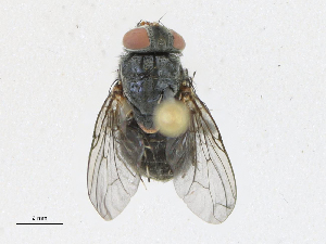  ( - CBG-A24250-B06)  @11 [ ] CreativeCommons - Attribution Share-Alike (2023) CBG Photography Group Centre for Biodiversity Genomics