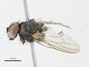  ( - CBG-A24251-B08)  @11 [ ] CreativeCommons - Attribution Share-Alike (2023) CBG Photography Group Centre for Biodiversity Genomics