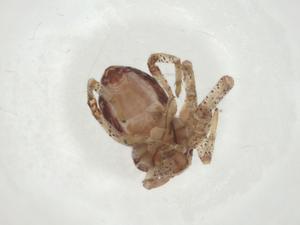  ( - CBG-A27412-B07)  @11 [ ] CreativeCommons - Attribution Share - Alike (2024) Centre for Biodiversity Genomics Centre for Biodiversity Genomics