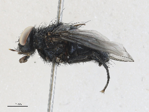  ( - CBG-A27534-C06)  @11 [ ] CreativeCommons - Attribution Share-Alike (2024) CBG Photography Group Centre for Biodiversity Genomics