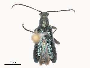  ( - CBG-A51873-G04)  @11 [ ] CreativeCommons - Attribution Share - Alike (2024) CBG Photography Group Centre for Biodiversity Genomics