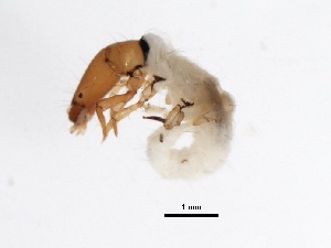  (Chimarra sp. BOLDAAA8554 - BIOUG00328-D02)  @13 [ ] Unspecified (default): All Rights Reserved  Unspecified Unspecified