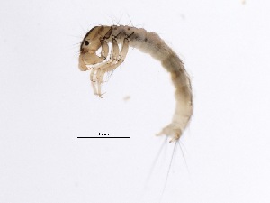  (Oligostomis sp. BOLDACE7465 - BIOUG00329-F05)  @13 [ ] Unspecified (default): All Rights Reserved  Unspecified Unspecified