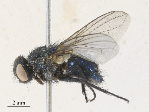  ( - CBG-A30143-A03)  @11 [ ] CreativeCommons - Attribution Share - Alike (2024) CBG Photography Group Centre for Biodiversity Genomics