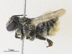  ( - CBG-A30144-E07)  @11 [ ] CreativeCommons - Attribution Share - Alike (2024) CBG Photography Group Centre for Biodiversity Genomics