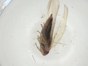  ( - CBG-A30867-F03)  @11 [ ] CreativeCommons - Attribution Share - Alike (2024) Centre for Biodiversity Genomics Centre for Biodiversity Genomics