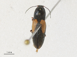  ( - CBG-A31782-C05)  @11 [ ] CreativeCommons - Attribution Share - Alike (2024) CBG Photography Group Centre for Biodiversity Genomics