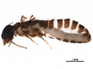  (Microcerotermes crassus - BIOUG39494-A05)  @11 [ ] CreativeCommons - Attribution (2020) CBG Photography Group Centre for Biodiversity Genomics
