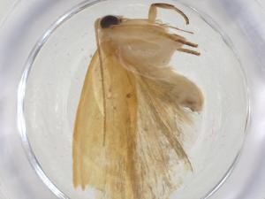  ( - CBG-A26481-E07)  @11 [ ] CreativeCommons - Attribution Share - Alike (2024) Centre for Biodiversity Genomics Centre for Biodiversity Genomics