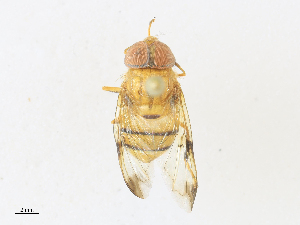  ( - CBG-A30095-B09)  @11 [ ] CreativeCommons - Attribution Share - Alike (2024) CBG Photography Group Centre for Biodiversity Genomics