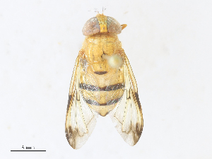  ( - CBG-A30095-F12)  @11 [ ] CreativeCommons - Attribution Share - Alike (2024) CBG Photography Group Centre for Biodiversity Genomics