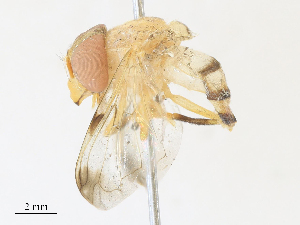  ( - CBG-A33519-E11)  @11 [ ] CreativeCommons - Attribution Share - Alike (2024) CBG Photography Group Centre for Biodiversity Genomics