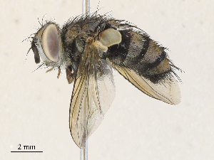  (Chrysoexorista Malaise5681 - CBG-A33520-A03)  @11 [ ] CreativeCommons - Attribution Share - Alike (2024) CBG Photography Group Centre for Biodiversity Genomics