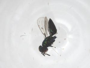  ( - CBG-A52471-B12)  @11 [ ] CreativeCommons - Attribution Share - Alike (2024) Centre for Biodiversity Genomics Centre for Biodiversity Genomics